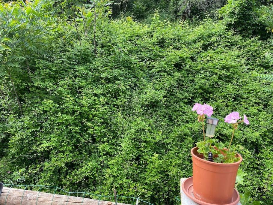 Villa Serenice - F2 Au Calme, Climatise, Wifi Et Parking Gratuit Eksteriør bilde